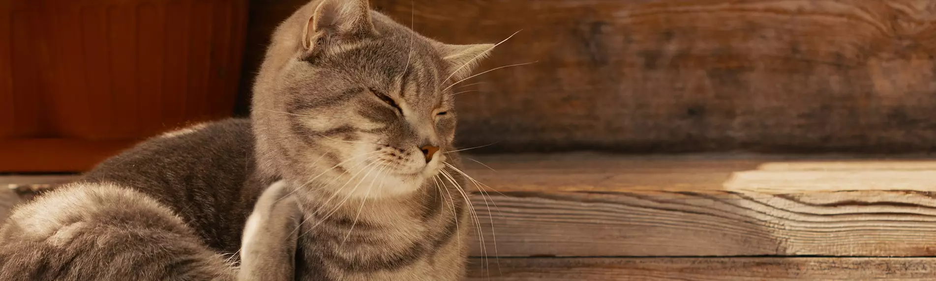 Joka päivä on kissapäivä 9